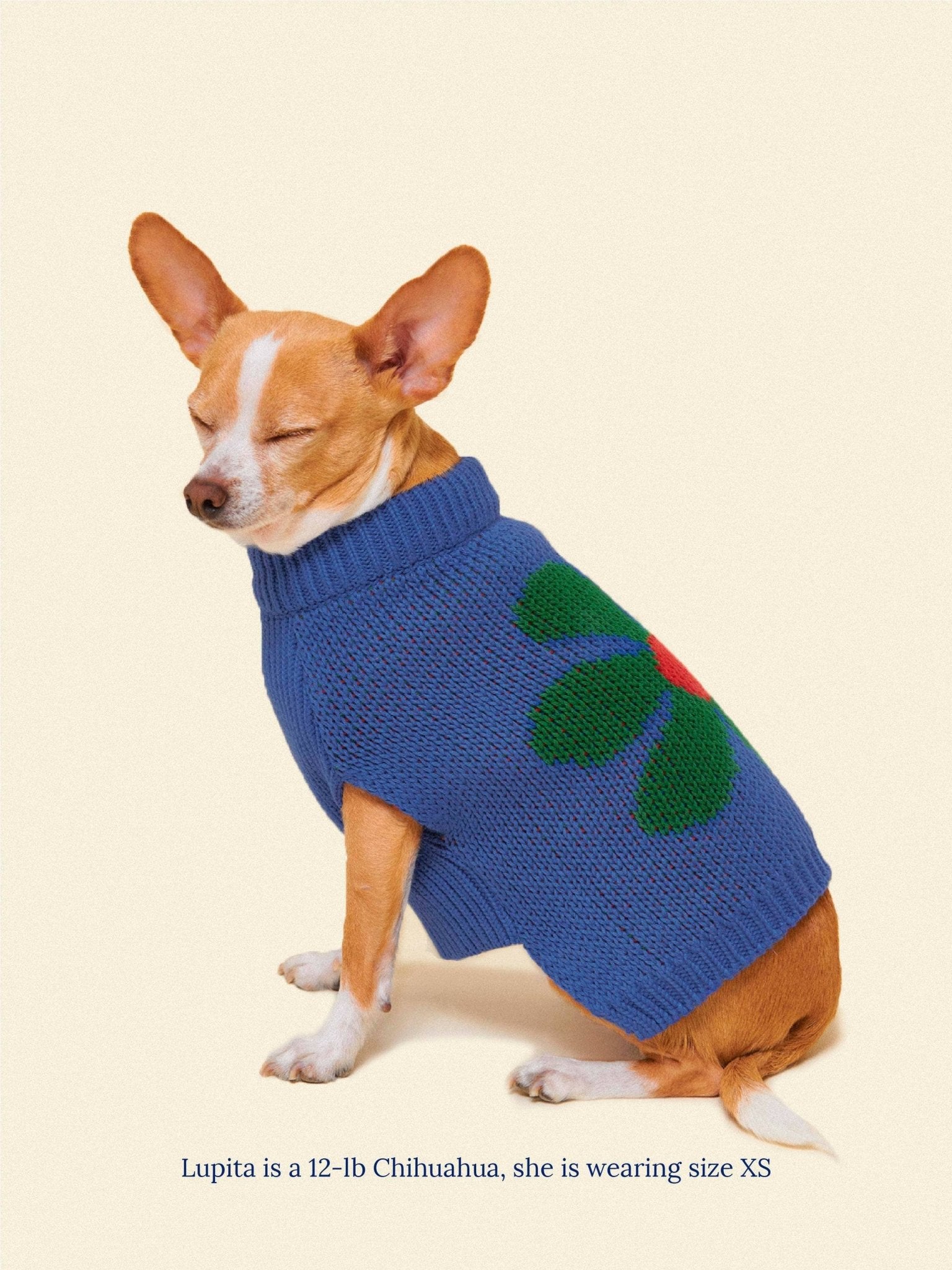 Little Beast Co Little Beast x Memorial Day Painkiller Daisy Pet Sweater Endless Waves