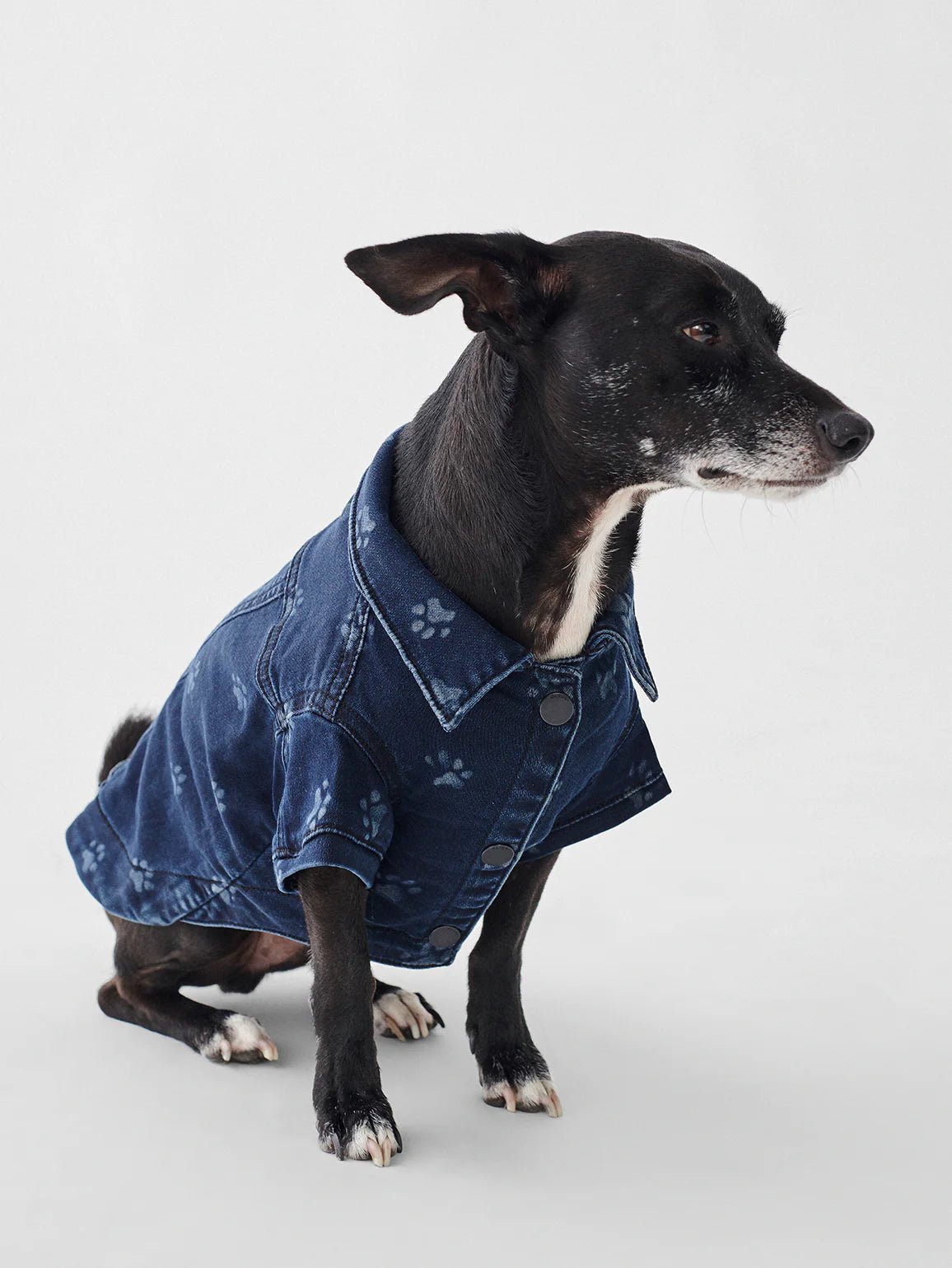 DL1961 DL1961 Canine Denim Trucker Jacket Endless Waves