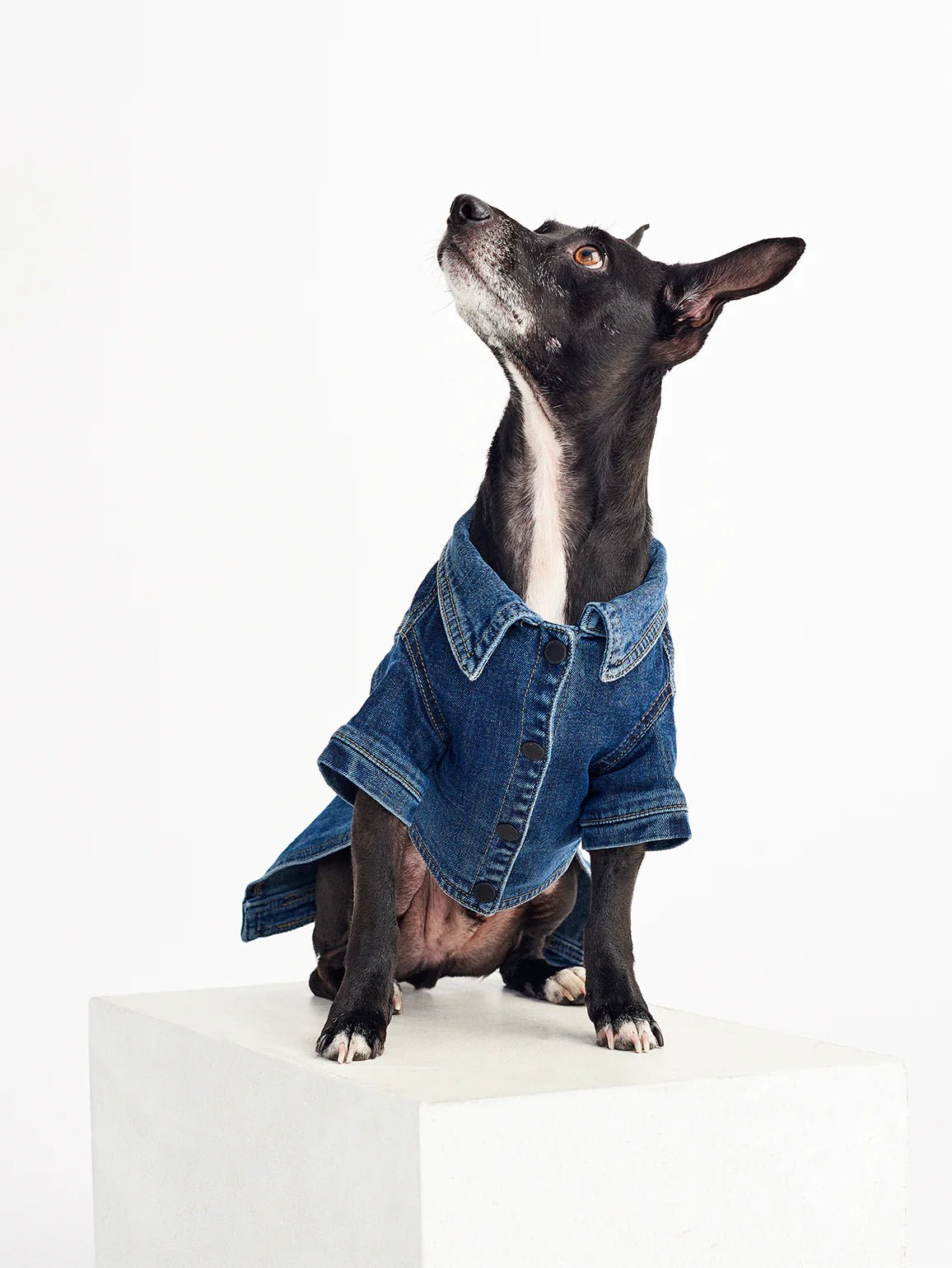 DL1961 DL1961 Canine Denim Trucker Jacket Endless Waves