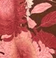kivari burgundy floral swatch